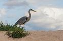 068 Santa Cruz, amerikaanse blauwe reiger